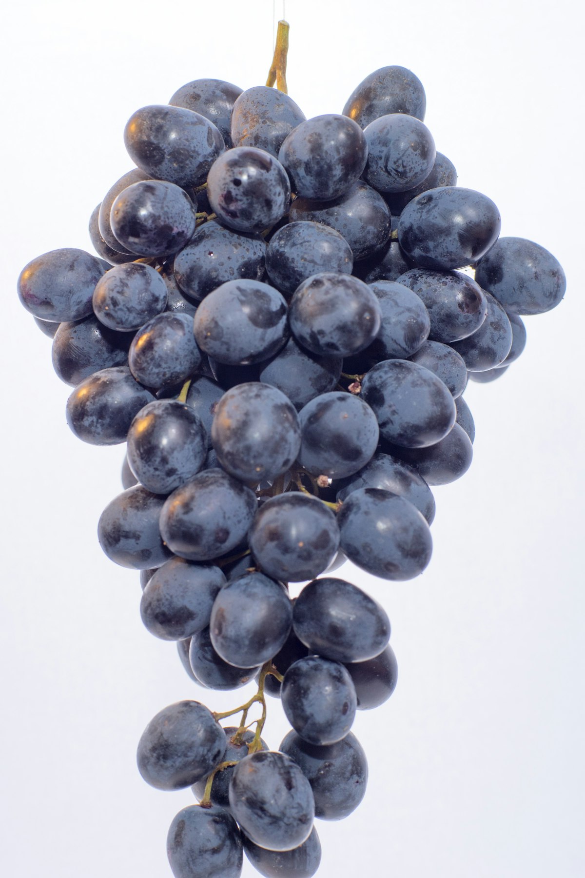 A cluster of hand-selected grapes