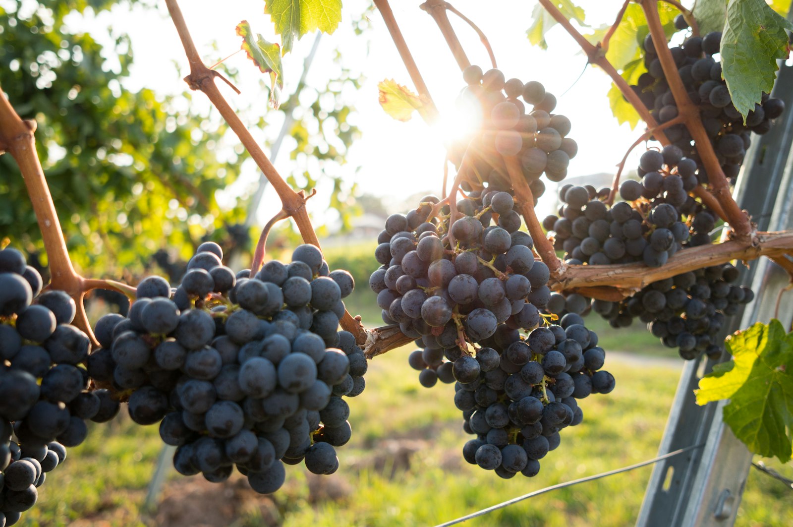 Sun-ripened grapes on the vine