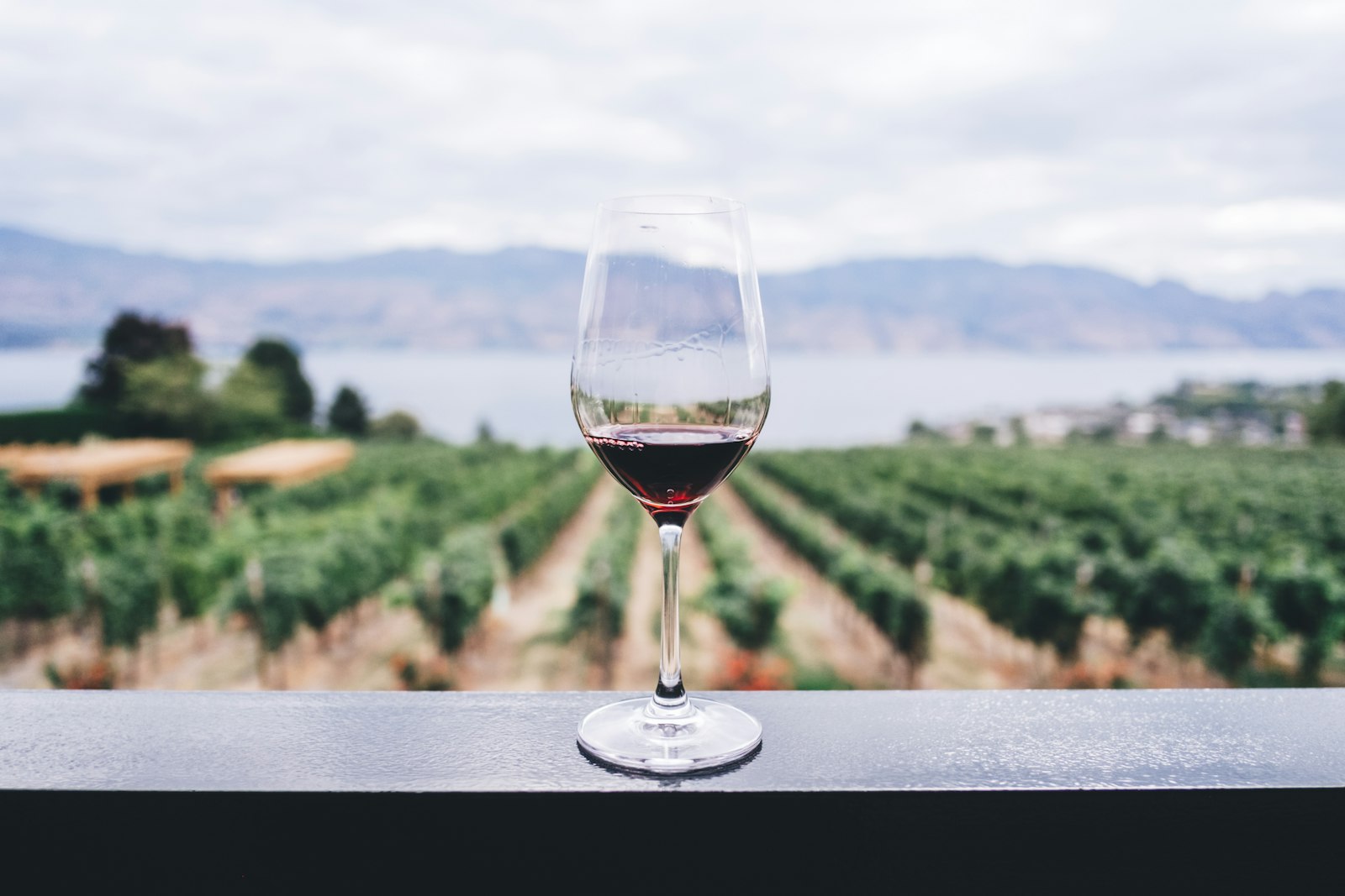 A glass of red overlooking the vines